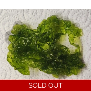 Ulva Sea Lettuce Macroalgae