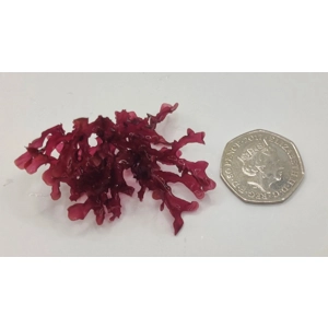 Gracilaria Mammillaris Red Macroalgae