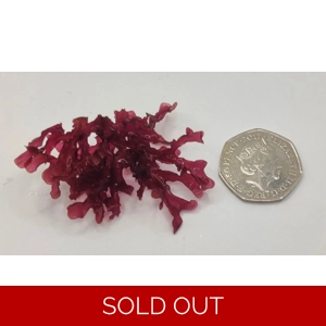 Gracilaria Mammillaris Red Macroalgae
