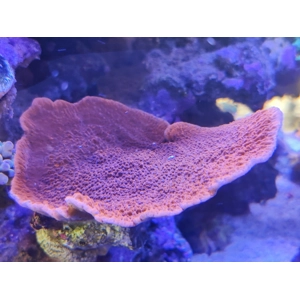 Red Montipora Plate
