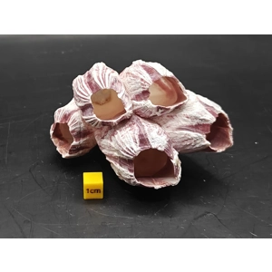 Natural Barnacle Cluster (Small)