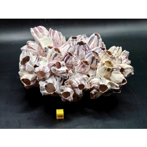 Natural Barnacle Cluster (Large)