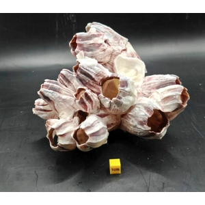 Natural Barnacle Cluster (Medium)