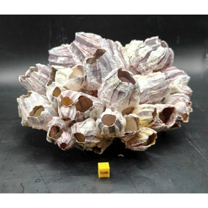 Natural Barnacle Cluster (Large)