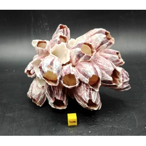 Natural Barnacle Cluster (Medium)