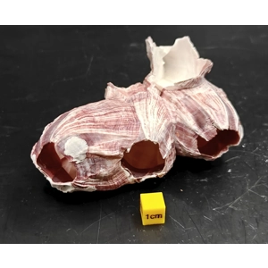 Natural Barnacle Cluster (Small)