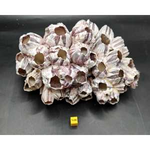 Natural Barnacle Cluster (Large)