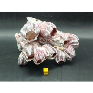 Natural Barnacle Cluster (Medium)