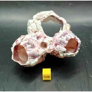 Natural Barnacle Cluster (Small)