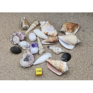(Small) Hermit Crab Shells Selection
