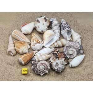 (Medium) Hermit Crab Shells Selection