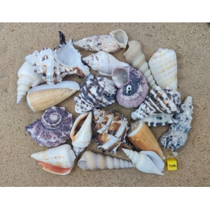 'Large' Hermit Crab Shells Selection