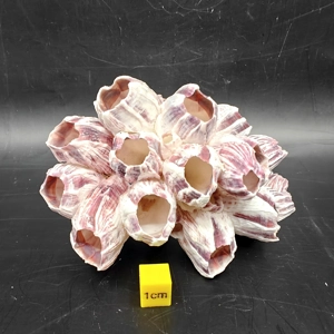 Natural Barnacle Cluster (Small)