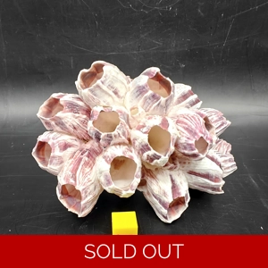 Natural Barnacle Cluster (Small)