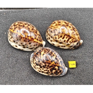 Tiger Cowrie Shells (Large) x3