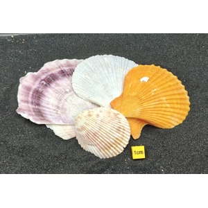 Flat Shells for Aquarium Decor x4