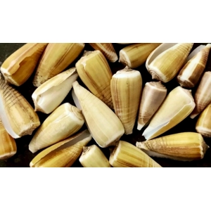 Magnus Cone Shell Selection for Halloween Hermit Crabs