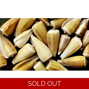 Magnus Cone Shell Selection for Halloween Hermit Crabs