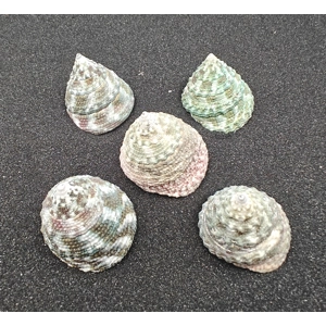 Trocus Green Shells (Large) x5