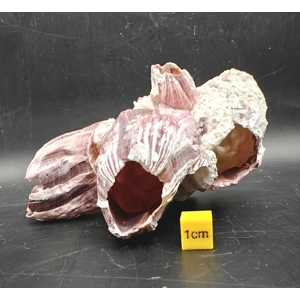 Natural Barnacle Cluster (Small)