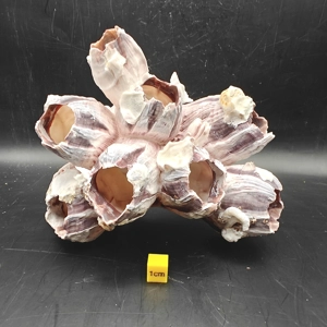 Natural Barnacle Cluster (Medium)
