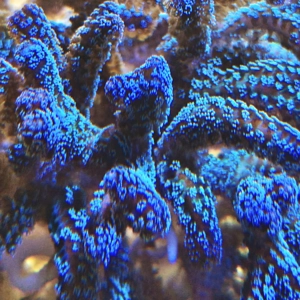 Seriatopora Guttatus Frag