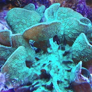 Green Cactus Pavona Frag