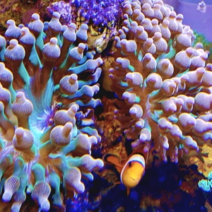 (Small) 'Rose' Bubble Tip Anenome