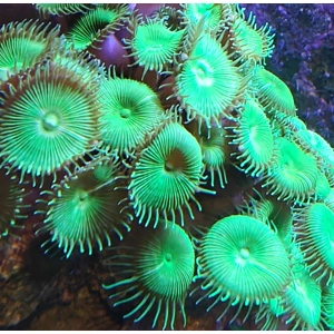 1 x Nuclear Green Long Lashed Palyzoa Polyp
