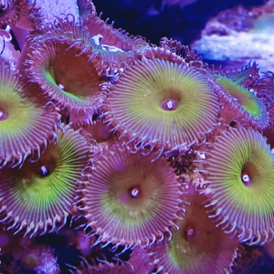 1 x 'Captain Jerk' Zoa Polyp