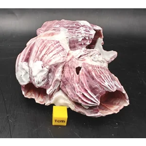 Natural Barnacle Cluster (Small)