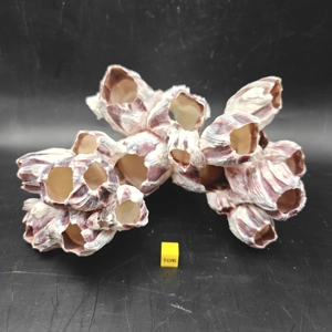 Natural Barnacle Cluster (Large)