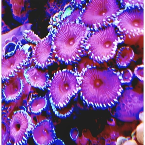 ! x Purple Death Palythoa Polyp/Head