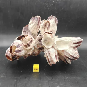Natural Barnacle Cluster (Medium)