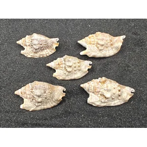 Diana's Ears Conch Shells (Medium) x5