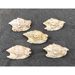 Diana's Ears Conch Shells (Large) x5