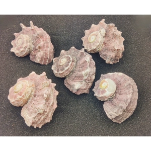 Delphinium Shells (Large) x5