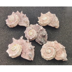 Delphinium Shells (Medium) x5