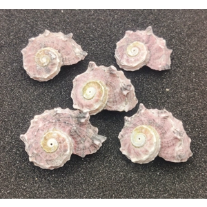Delphinium Shells (Small) x5