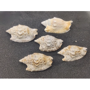 Diana's Ears Conch Shells (Large) x5