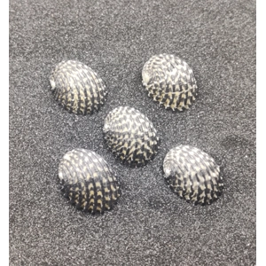 Nerita Exuvia Shells (Very Small) x5