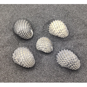 Nerita Exuvia Shells (Small) x5