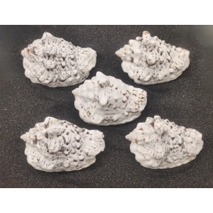 Silverlip Conch Shells (Large) x5