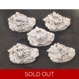 Silverlip Conch Shells (Large) x5