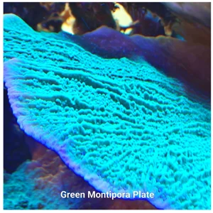 Green Montipora Plate 5cm+
