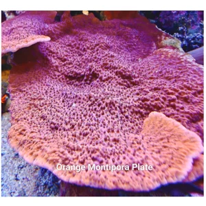 Orange Montipora Plate 5cm+