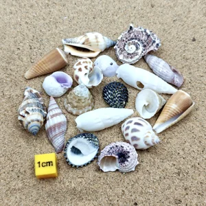 (Very Small) Hermit Crab Shells Selection