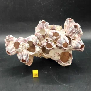 Natural Barnacle Cluster (Large)