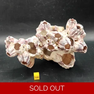 Natural Barnacle Cluster (Large)