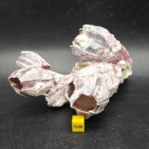 Natural Barnacle Cluster (Small)